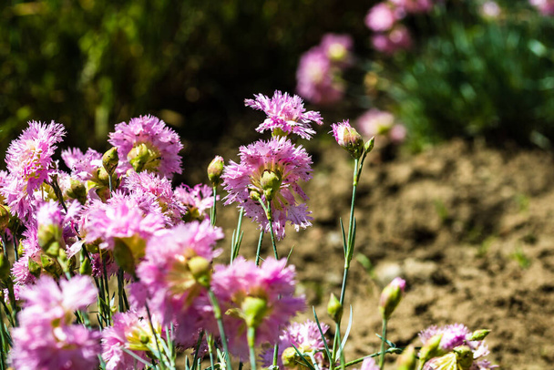Zblízka růžové karafiáty květiny izolované v zahradě - Fotografie, Obrázek
