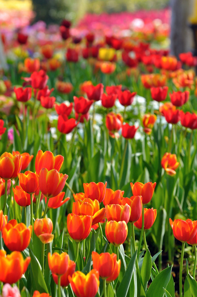 Spring field with colorful tulips - Фото, зображення