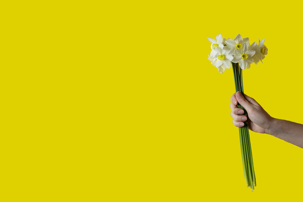 the girl holds a bouquet of white daffodils in her hand. daffodils on a yellow background. - 写真・画像