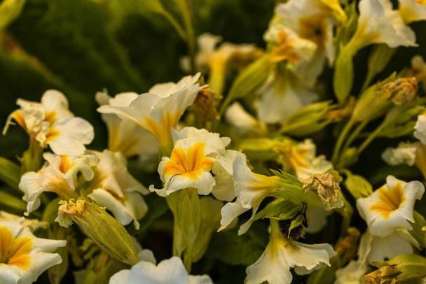 Close-up van primrose, primula bloemen in een tuin geïsoleerd. - Foto, afbeelding