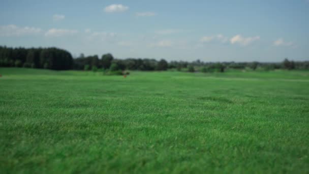 Pohled na krajinu golfového hřiště v country klubu. Tráva fairway v létě slunečný den. - Záběry, video