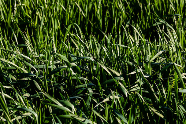 Detail of wheat field and farming concept - Foto, imagen