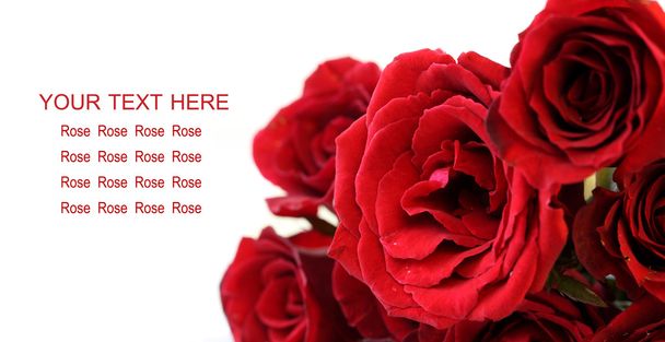 bouquet di rose rosse su sfondo bianco, biglietto di auguri
. - Foto, immagini