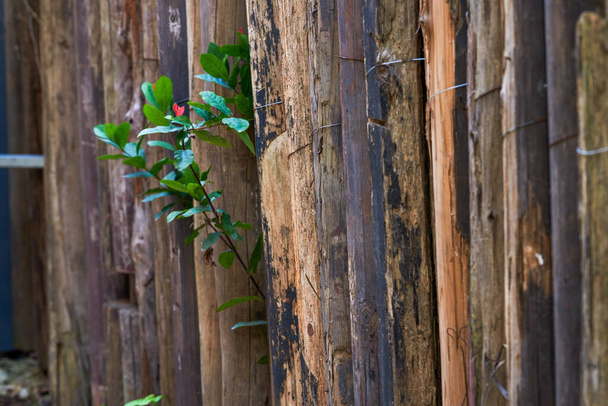 Detailní záběr na zelené rostliny rostoucí v dřevěném zábradlí - Fotografie, Obrázek
