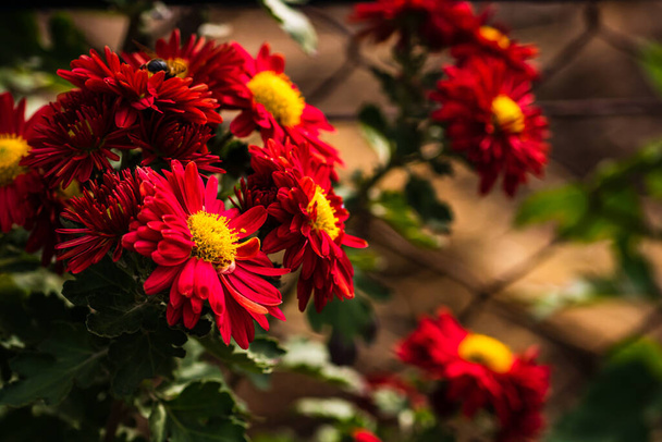 Kasımpatı çiçekli çiçek arkaplan duvar kağıdı, renkli sonbahar anneleri üzerine seçici bir odak. - Fotoğraf, Görsel