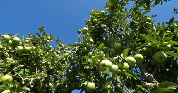 グラニー・スミス（Granny Smith）は、グリーンアップルまたはサワーアップルとも呼ばれる。果樹園リンゴの木, The Occitan, France - 映像、動画