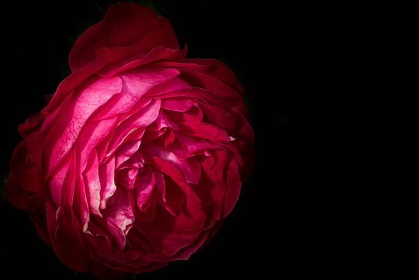 Delicate kleurrijke roos geïsoleerd op zwart met kopieerruimte. Rose geïsoleerde achtergrond behang. - Foto, afbeelding