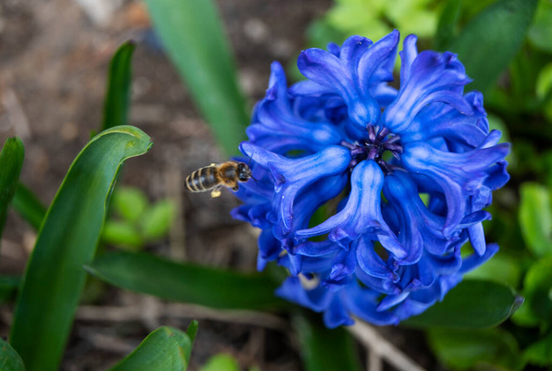 Pszczoła miodna zbierająca pyłek na małych niebieskich kwiatkach w ogrodzie. Dzika pszczoła w pobliżu kwiatu. Close up view of a large striped bee collects honey on a blue flower on a Sunny bright day.  - Zdjęcie, obraz