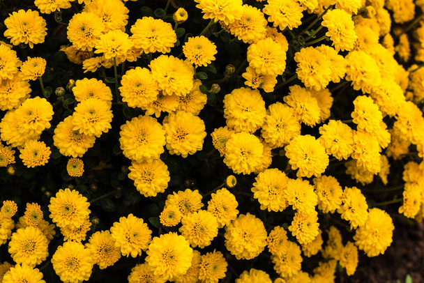 Kasımpatı çiçekli çiçek arkaplan duvar kağıdı, renkli sonbahar anneleri üzerine seçici bir odak. - Fotoğraf, Görsel