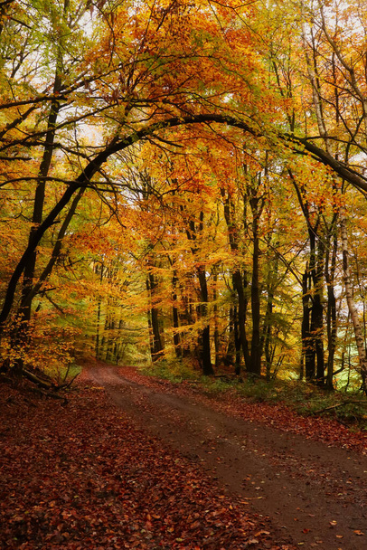 Дерево, растущее по тропинке в Пфальцском лесу Германии осенью с разноцветными зелеными, желтыми и оранжевыми листьями деревьев. - Фото, изображение
