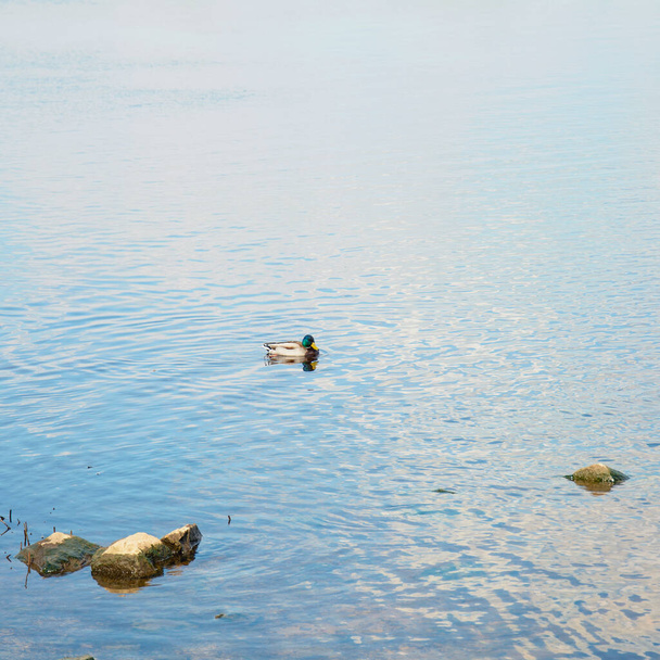 Весной в большой реке плавают дикие красивые утки. - Фото, изображение