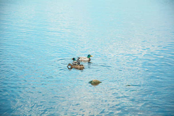 Wild belle anatre nuotare nel grande fiume in primavera - Foto, immagini