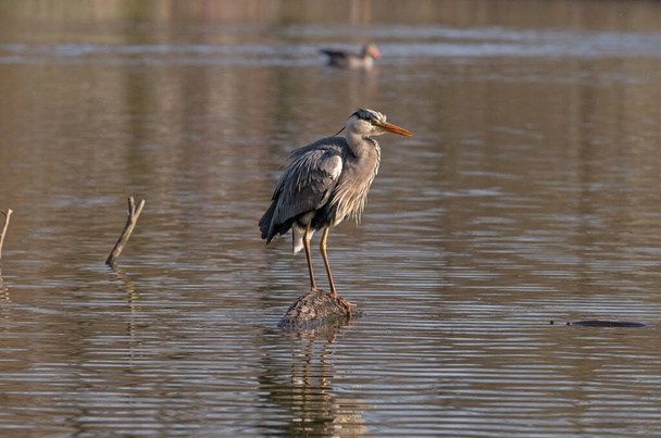 The heron, also known as the grey heron, can be seen at one of the many ponds in Brgerpark Braunschweig.  - Zdjęcie, obraz