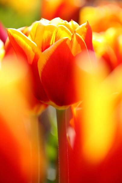 élénk narancs és sárga tulipán  - Fotó, kép