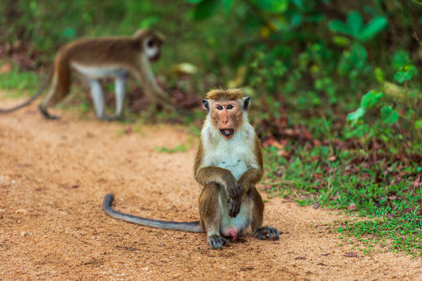Monos en el Parque Nacional - Foto, Imagen