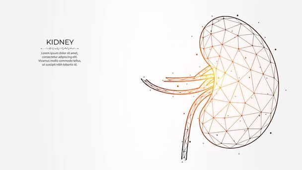 Abstract polygonal vector illustration of human kidneys on a light background. Internal organ low poly design. Nephrology banner, template or background. - Vetor, Imagem
