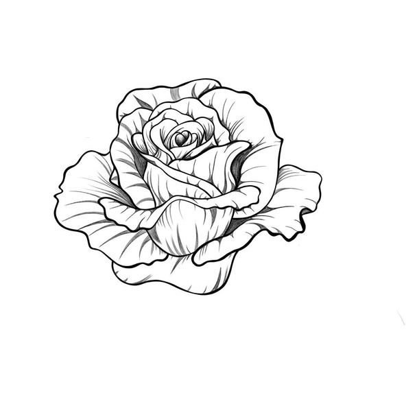 detailed sketch of rose flower with leaves. botanical sketch rose tattoo. Hand drawing.  - Photo, Image