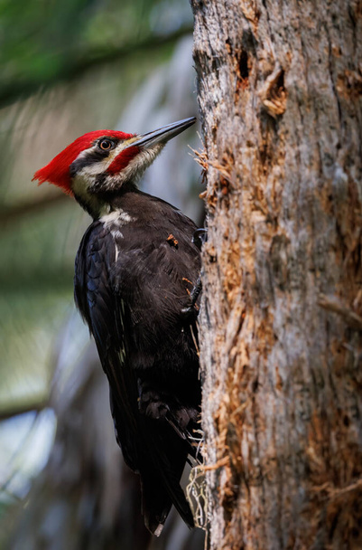 Pileated woodpecker in Florida  - Foto, Imagen
