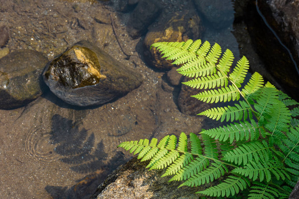 A Himaljai esőerdőben, egy páfránnyal folyó mederben, a xilemmel és phloemmel rendelkező érrendszeri növények egy csoportjának a tagja. - Fotó, kép