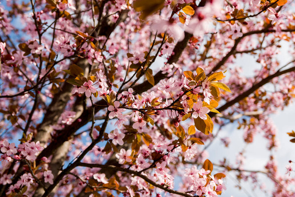 cherry pink blossom in spring with bkue sky in fruit garden - Zdjęcie, obraz