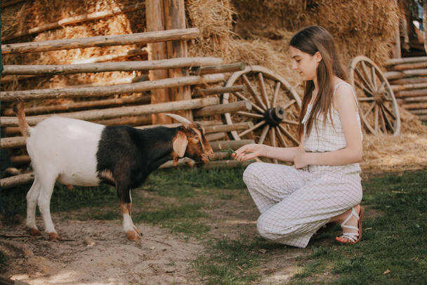 A girl feeds a goat. Summer photo session with animals. Outdoor recreation. - 写真・画像