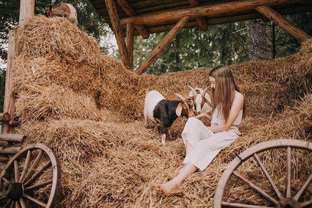 Kız keçilerle samanlıkta oturuyor. Hayvanlarla fotoğraf çekimi. Yaz tatili dağlarda. - Fotoğraf, Görsel