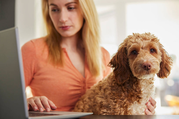 Donna con cane da compagnia Cockapoo ricerca assicurazione sul computer portatile a casa - Foto, immagini