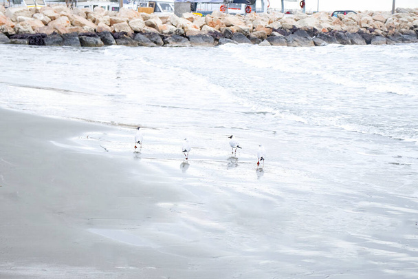 Γλάροι στην παραλία με προβλήτα στο βάθος - Φωτογραφία, εικόνα