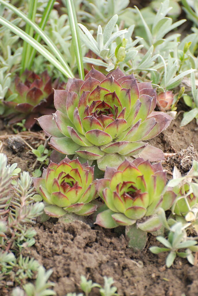 Young plant (Latin Sempervivum) - Foto, imagen