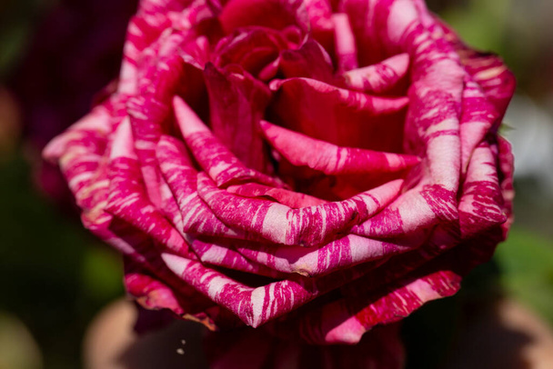 Sokszínű rózsaszín csíkos pöttyös rózsa. Tigris vörös pöttyös rózsa. - Fotó, kép
