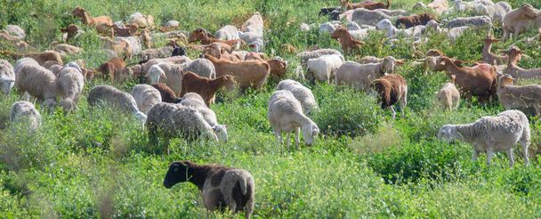 flock of lambs grazing on a green pasture. - Фото, изображение