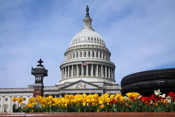 Czerwone i żółte tulipany w letni dzień z Kapitolem Stanów Zjednoczonych na Kapitolu w Waszyngtonie w dystrykcie Columbia - Zdjęcie, obraz