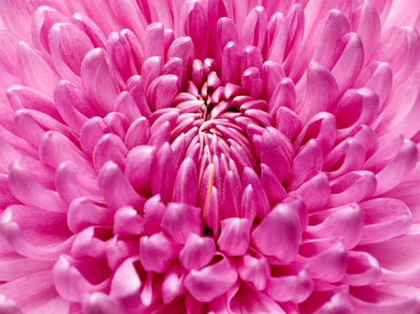 Macro texture shot of pink chrysanthemum flower - Photo, image
