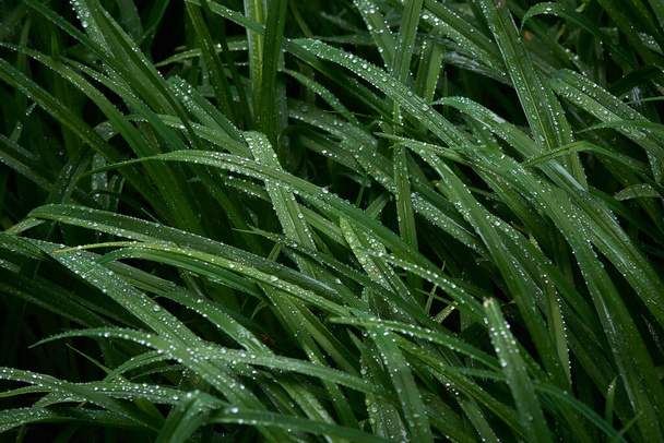 drops of water on the green grass after the rain - Foto, Imagen