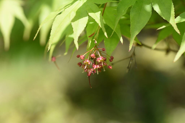 Japanese maple flowers and samara. After the flowers bloom in spring, they attach propeller-shaped samara, and then they soar in the wind and fall to the ground to sprout. - Photo, Image