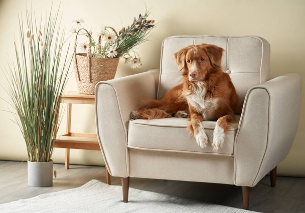 dog on a chair. nova Scotia duck tolling retriever in the studio.  - Photo, image