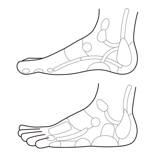 It is a monochrome illustration of the reflex zone on the side of the foot.Easy-to-use vector material. - Вектор,изображение