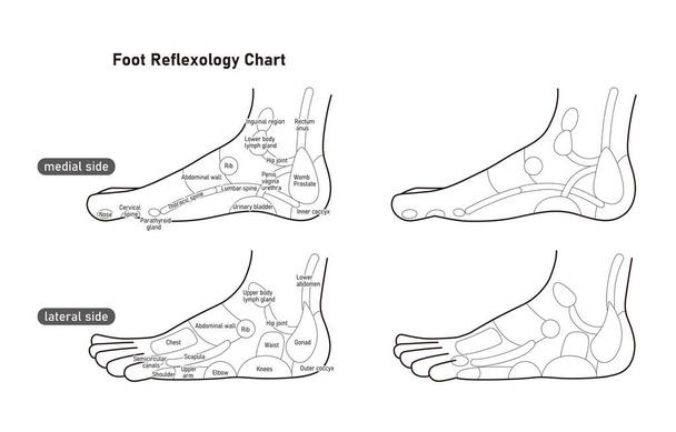 It is a monochrome illustration of the reflex zone on the side of the foot.Easy-to-use vector material. - Vector, Image