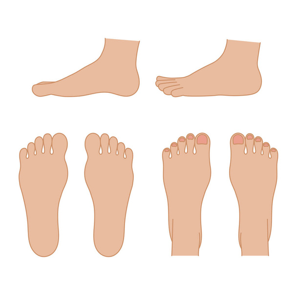 It is a simple illustration of the sole, instep, and side of the foot.Easy-to-use vector material. - Vector, Image