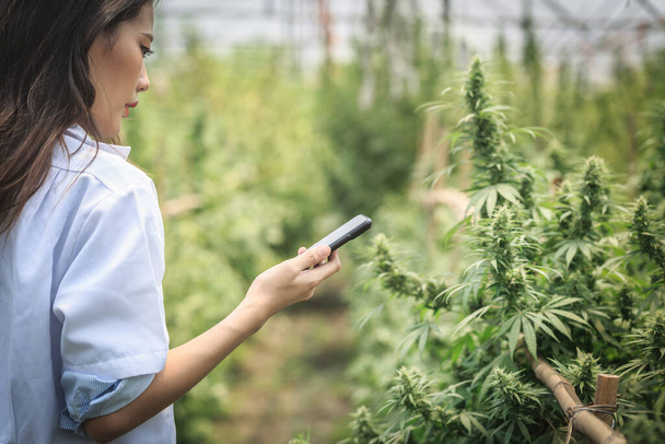 Scientists inspect and analyze cannabis plants, sign results wit - Fotoğraf, Görsel