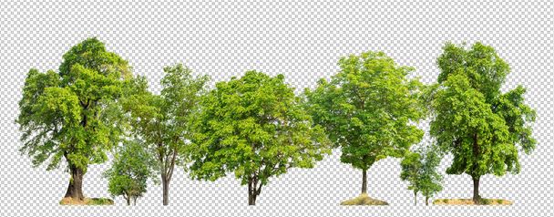 Зеленые деревья, изолированные на прозрачном фоне леса и летней листвы для печати и паутины с вырубленной дорожкой и альфа-канал - Фото, изображение