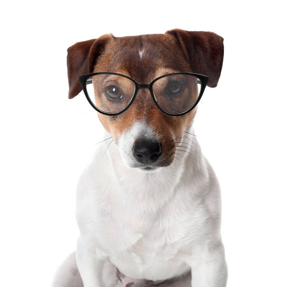 Cute Jack Russel Terrier wearing eyeglasses on white background - 写真・画像