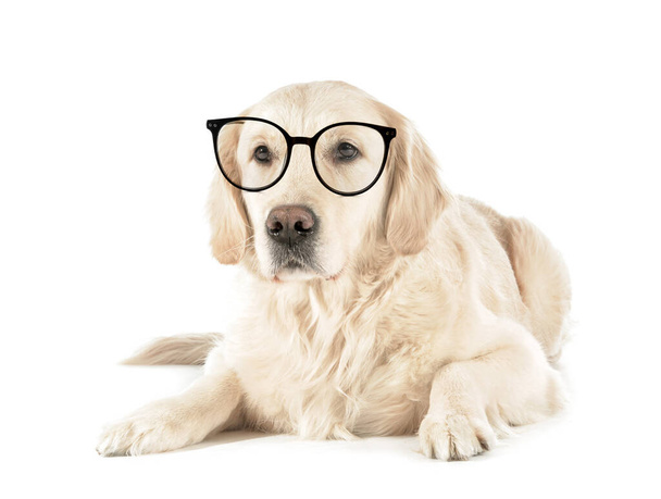 Cane carino indossare occhiali su sfondo bianco - Foto, immagini