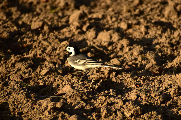 A gray wagtail runs across the field. - Photo, Image