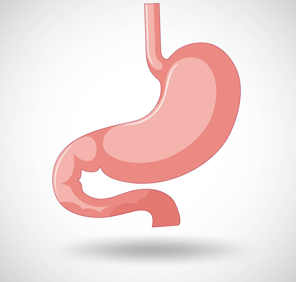 胃のイラストを持つ人間の内臓 - ベクター画像