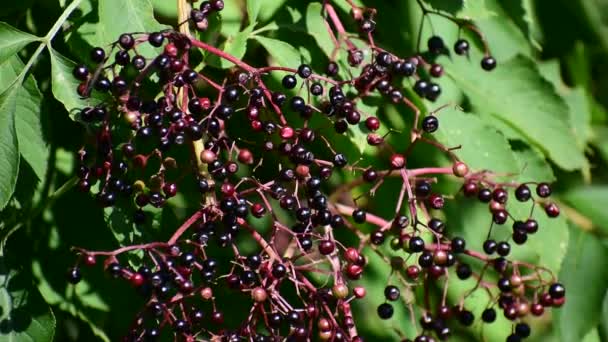 Lots of little black berries. Ripe elderberries hang on the bushes. - Imágenes, Vídeo
