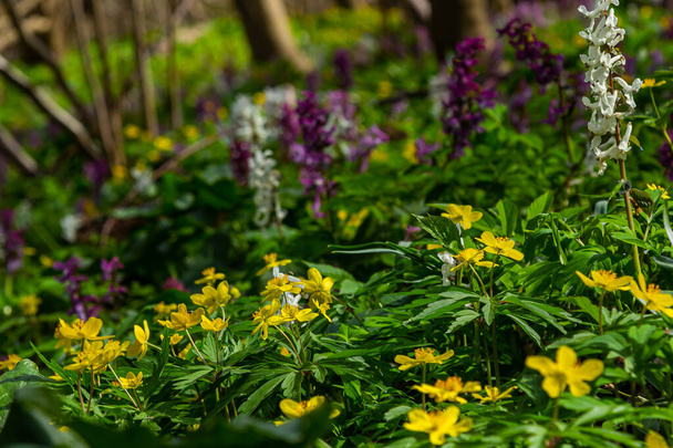 Corydalis cava, fleurs violettes printanières de corydalis, macro, gros plan. Fleurs de corydalis pourpre en forêt au début du printemps
. - Photo, image