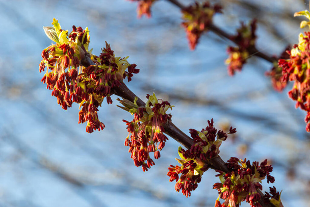 Acer negundo, Box elder, boxelder, ash-leaved and maple ash, Manitoba, elf, ashleaf maple male inflorescences and flowers on branch outdoor. Spring day. - Photo, Image