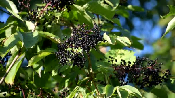 Δέσμες φρούτα μαύρο elderberry στον κήπο. μεγαλύτερος, μαύρος πρεσβύτερος. - Πλάνα, βίντεο