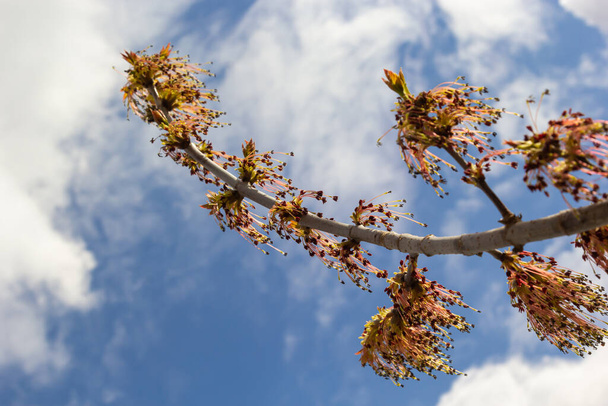 Fiatal juhar levelek tavasszal, gyakori neve Acer egy nemzetség a fák és bokrok. Acer pseudoplatanus, vagy Acer platanoides, a leggyakoribb juharfafajok Európában. Kiváló minőségű fénykép. - Fotó, kép